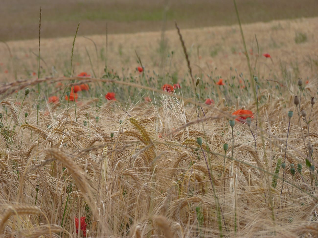 Champ d’épis barbus d’orge parsemé de coquelicots rouges