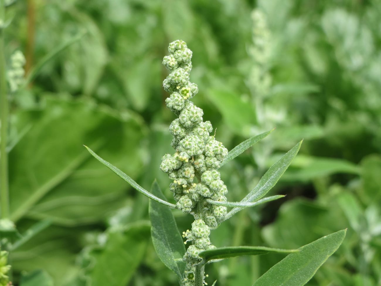 Épi dressé de chénopode blanc couvert de petites boules de fleurs vertes, dont quelques-unes montrent leurs étamines jaunes, entre des feuilles étroites d’aspect poudré