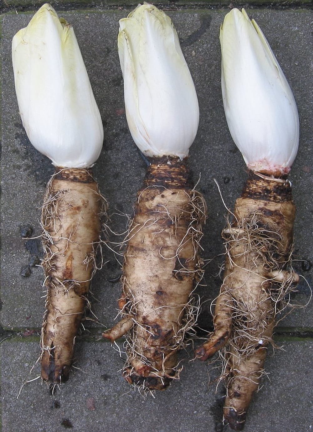 Trois endives (chicons) blanches encore attachées à leur racine de chicorée
