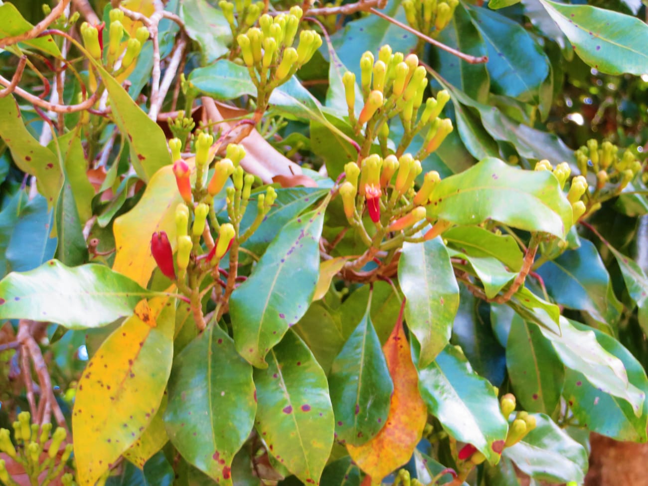 Branche de giroflier (Syzygium aromaticum) portant des grappes de boutons floraux verts et rosés
