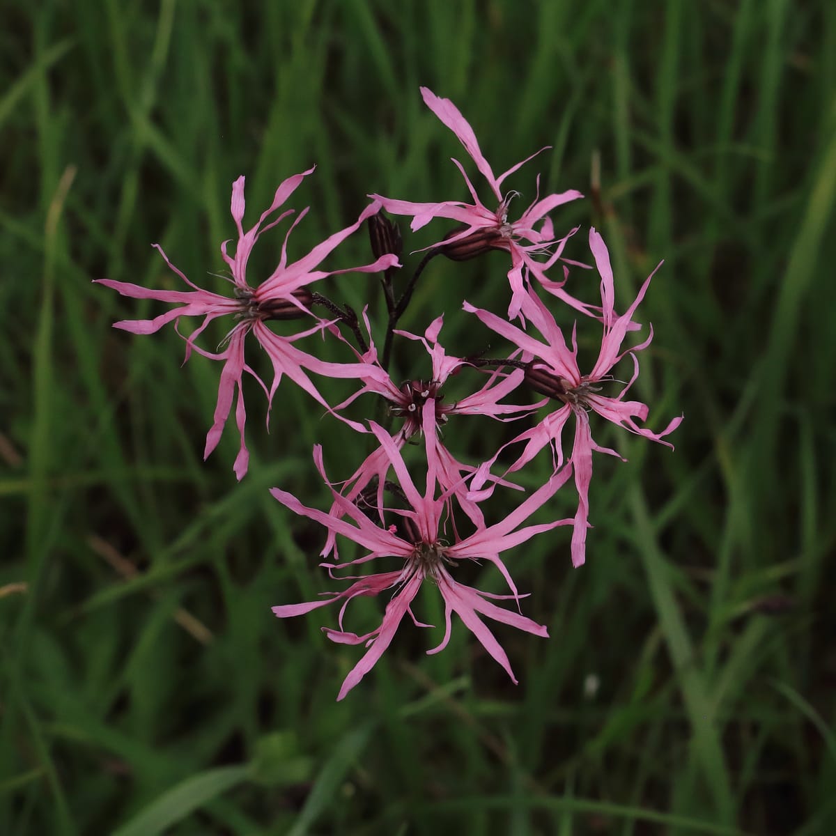 Fleurs roses du lychnis fleur de coucou, aux pétales découpés en fines lanières