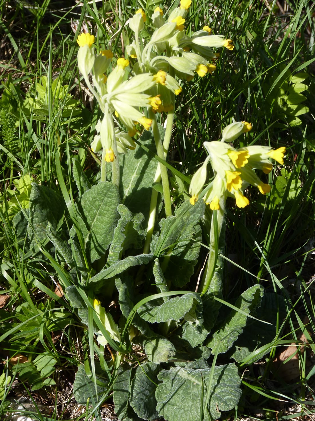 Pied de primevère officinale entier : rosette de feuilles gaufrées au sol et hampe portant une ombelle de fleurs jaunes à calice renflé et pâle