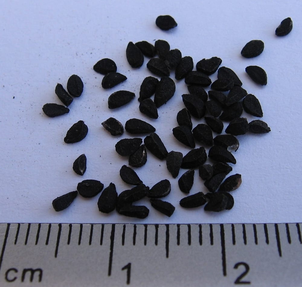 Graines noires, anguleuses et mates de nigelle, disposées près d’une règle graduée en centimètres
