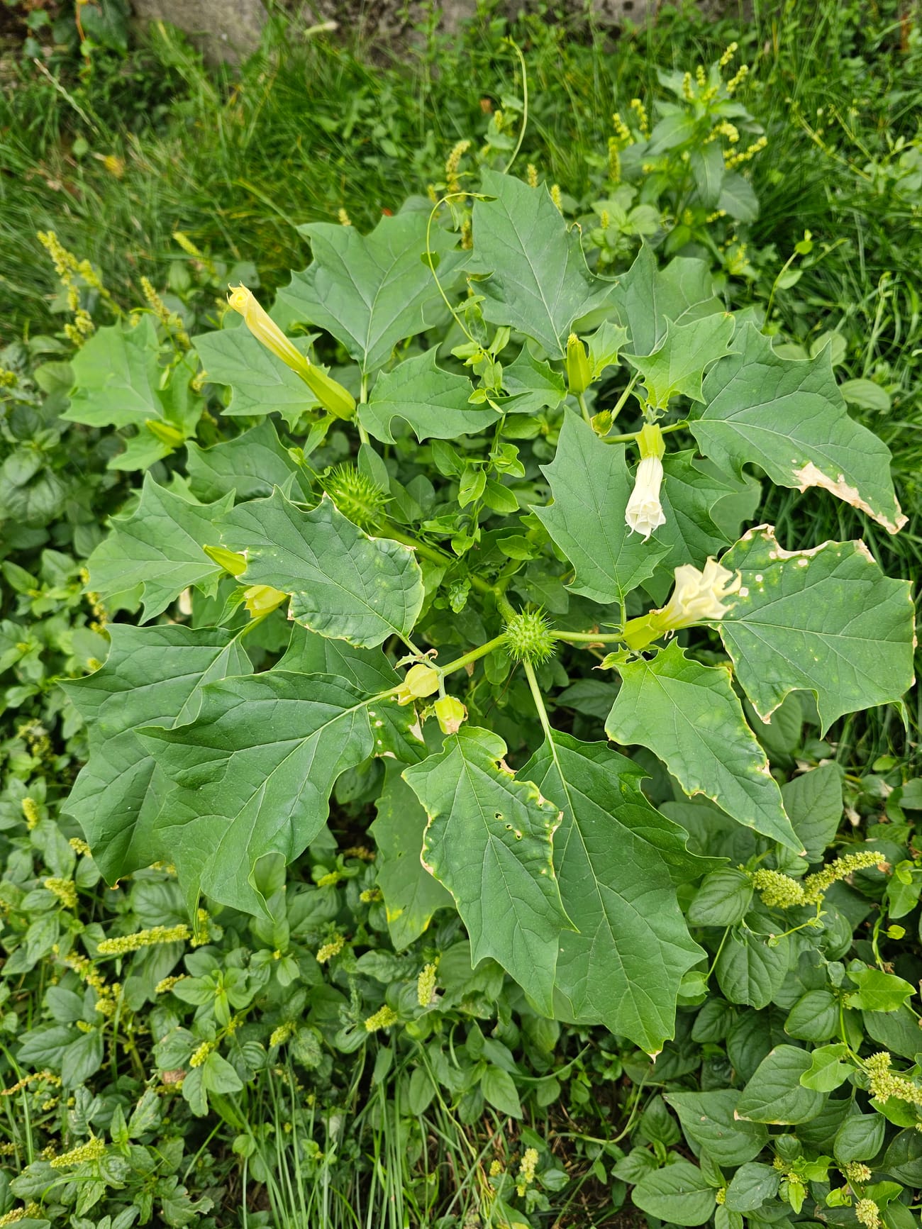 Datura stramoine en fleur avec sa capsule verte épineuse, la « pomme épineuse »