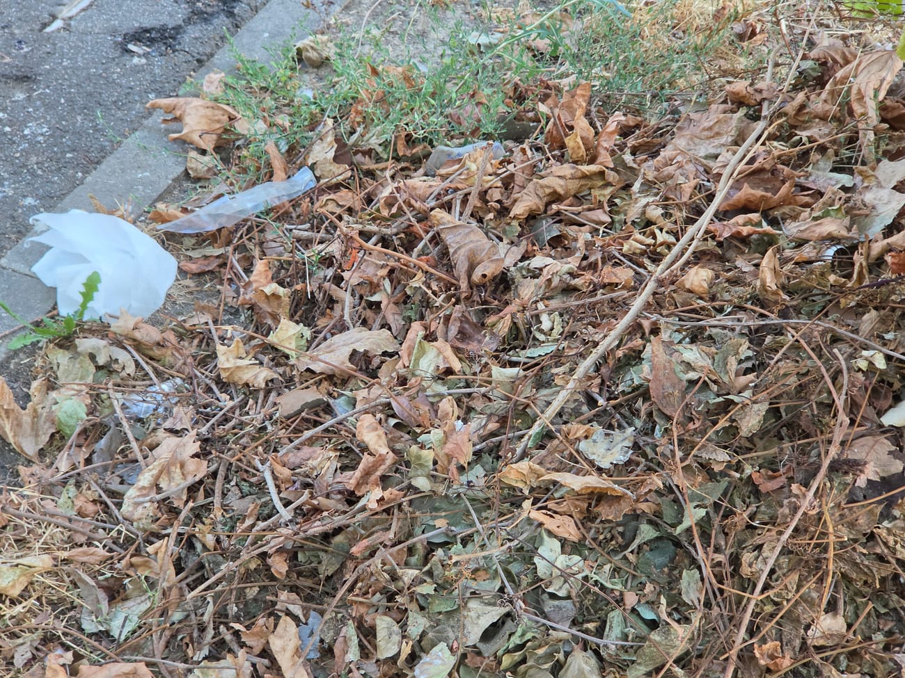 Litière de feuilles mortes au pied d’un mur, dans laquelle est pris un morceau de film plastique blanc