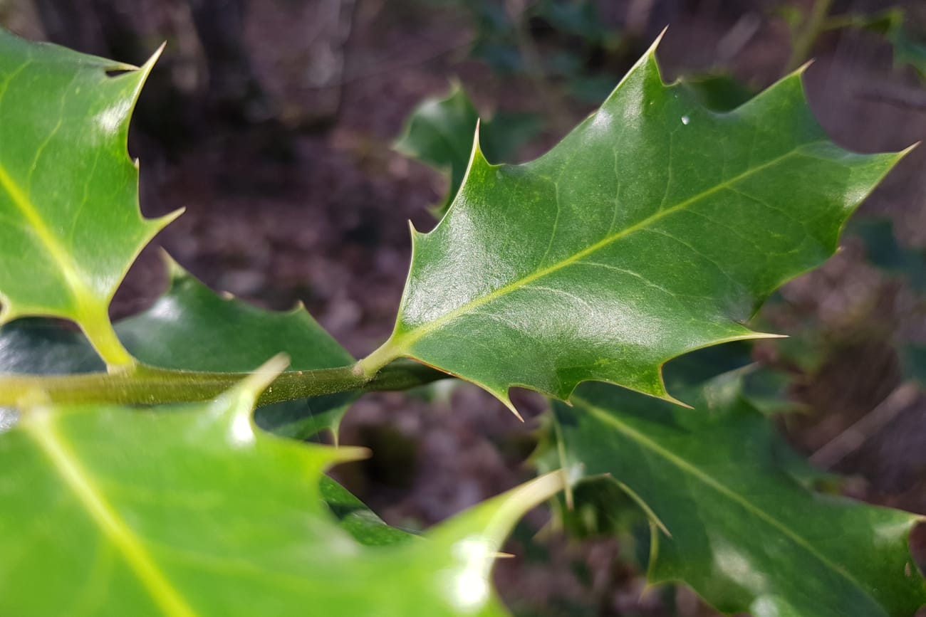 Rameau de houx en gros plan, dont toutes les feuilles portent de fortes épines sur leurs marges ondulées