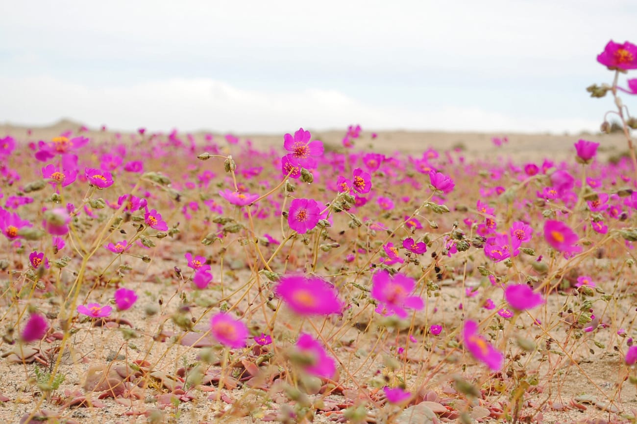 Étendue du désert d’Atacama entièrement couverte de fleurs magenta poussant sur un sol de sable et de cailloux, le désert nu visible à l’horizon