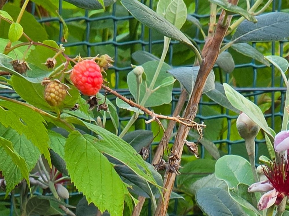 Framboise rouge mûre sur sa tige, dont les petits grains arrondis se distinguent nettement les uns des autres, à côté d’une framboise verte encore immature