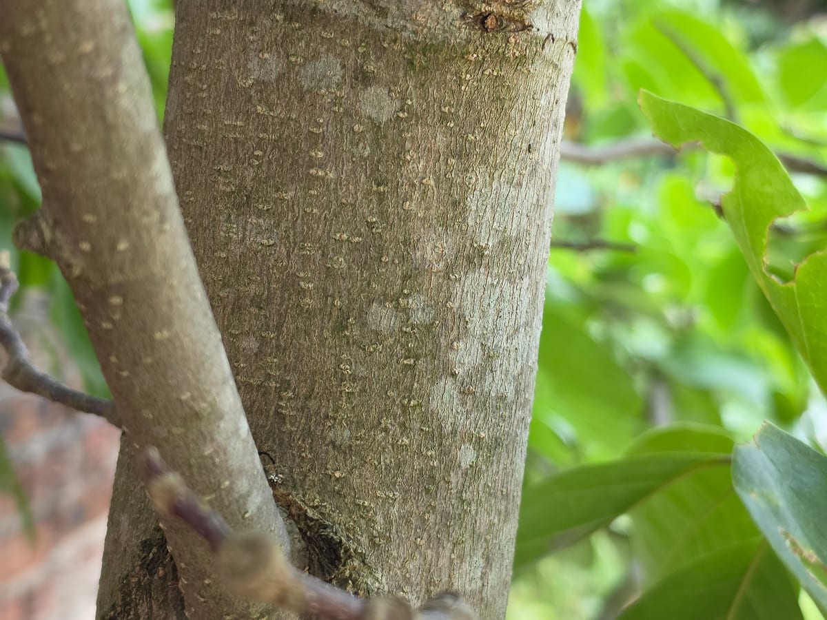 Tronc de magnolia à l’écorce lisse, gris-vert, sans fissure, portant quelques petites taches claires