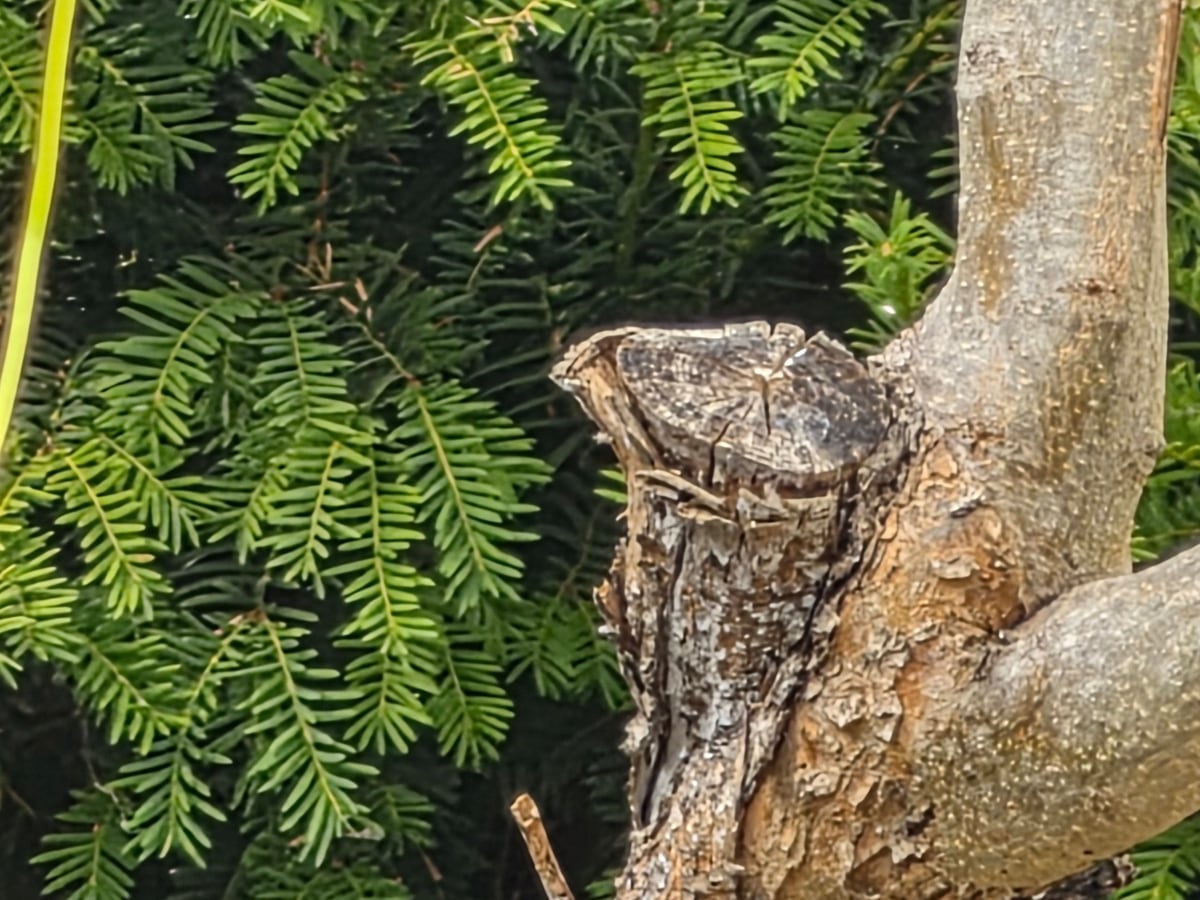 Moignon de branche coupé trop long, gris et fendu, mort, à côté d’une branche vivante qui poursuit sa croissance