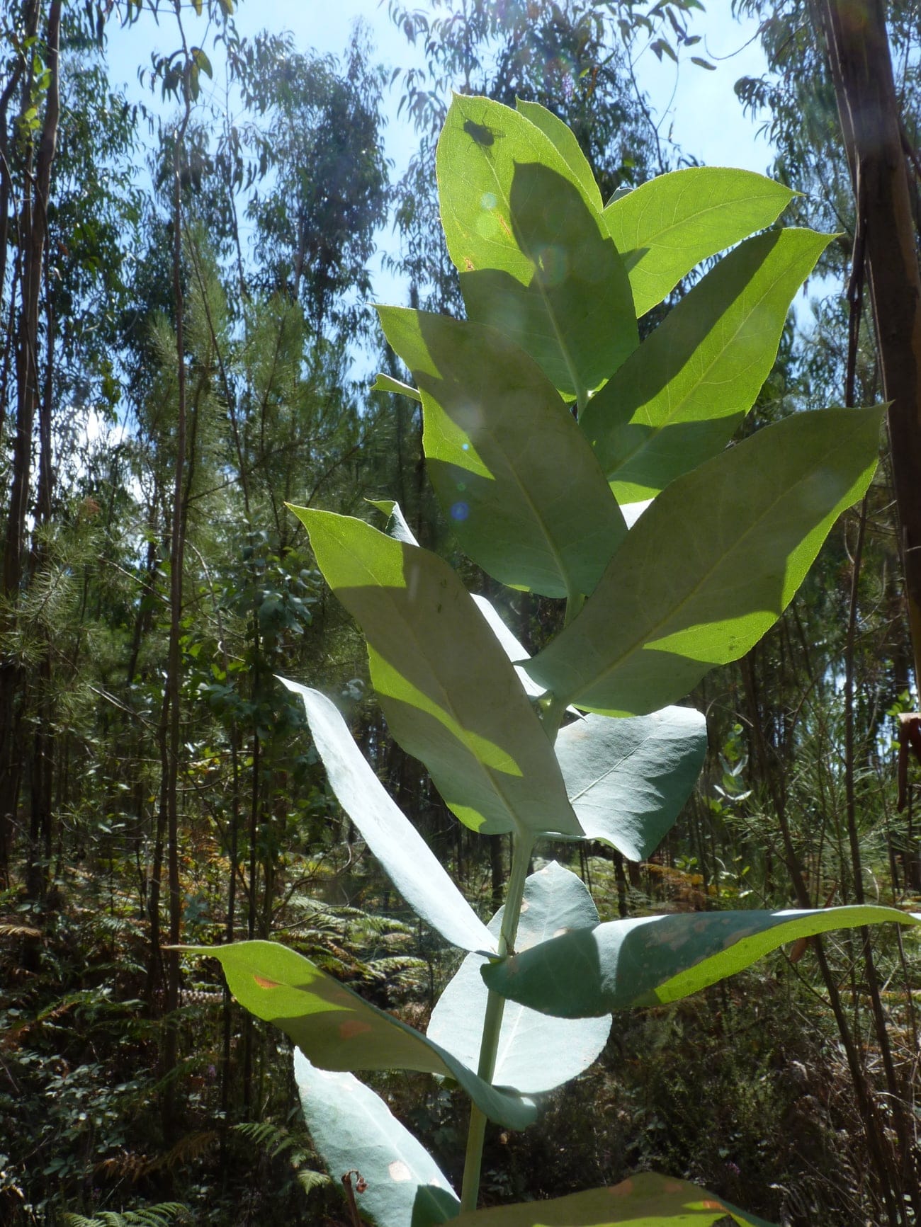 Jeune pousse d’eucalyptus à feuilles larges et opposées, certaines couvertes d’une pruine blanchâtre, devant une plantation d’arbres adultes à feuilles étroites