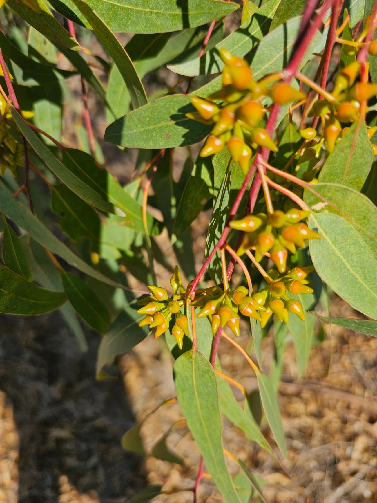 Grappes de boutons floraux d’eucalyptus sur des rameaux rouges, chaque bouton coiffé d’un opercule conique terminé en bec
