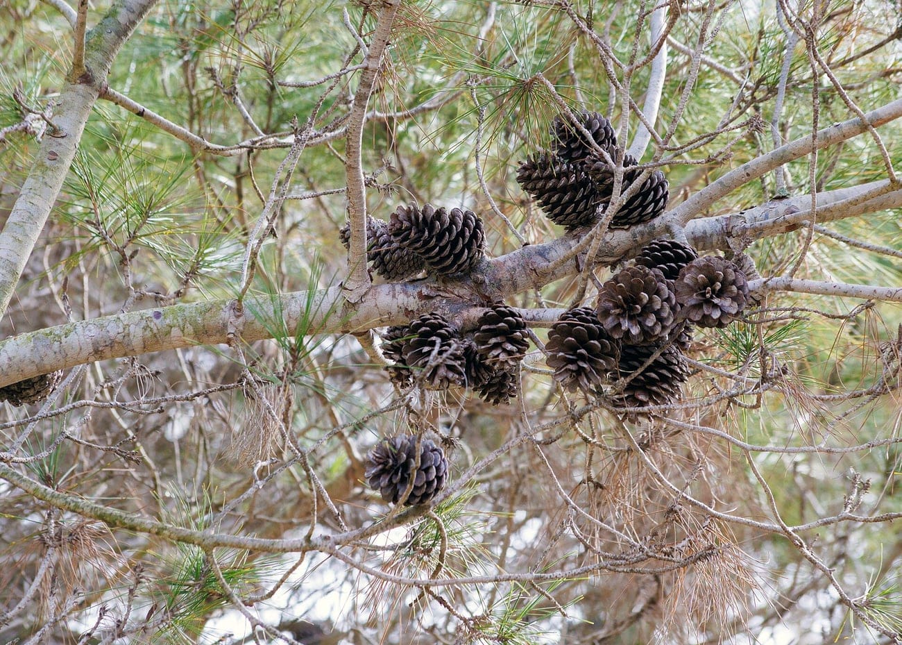 Branche de pin d’Alep portant de nombreux vieux cônes gris, la plupart encore fermés, accrochés au bois