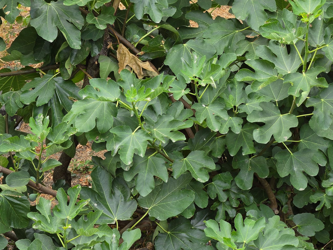 Figuier vu de dessus, dense feuillage de grandes feuilles lobées, sans aucune fleur visible