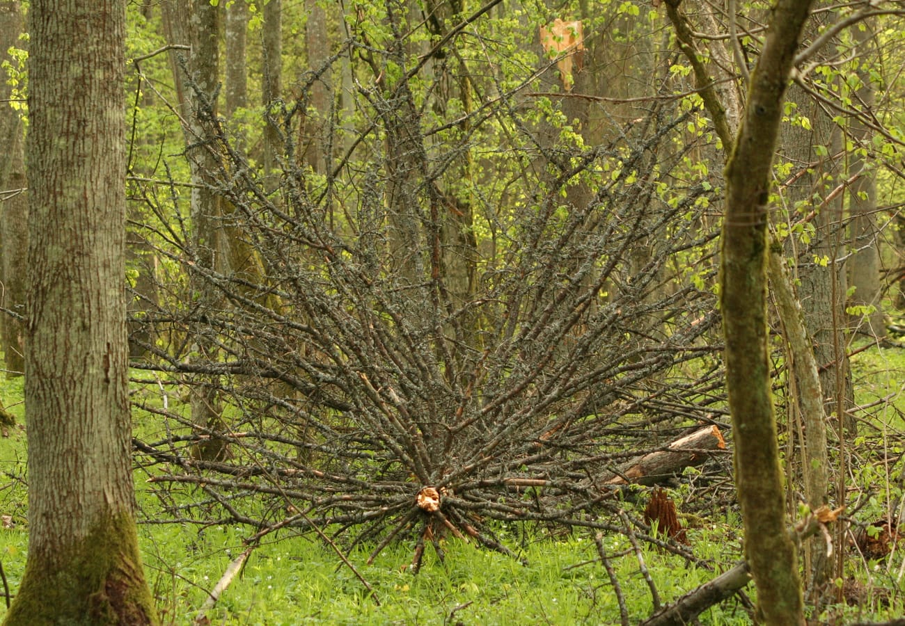 Grand arbre déraciné laissé au sol dans une forêt, ses branches étalées au milieu des jeunes pousses vertes