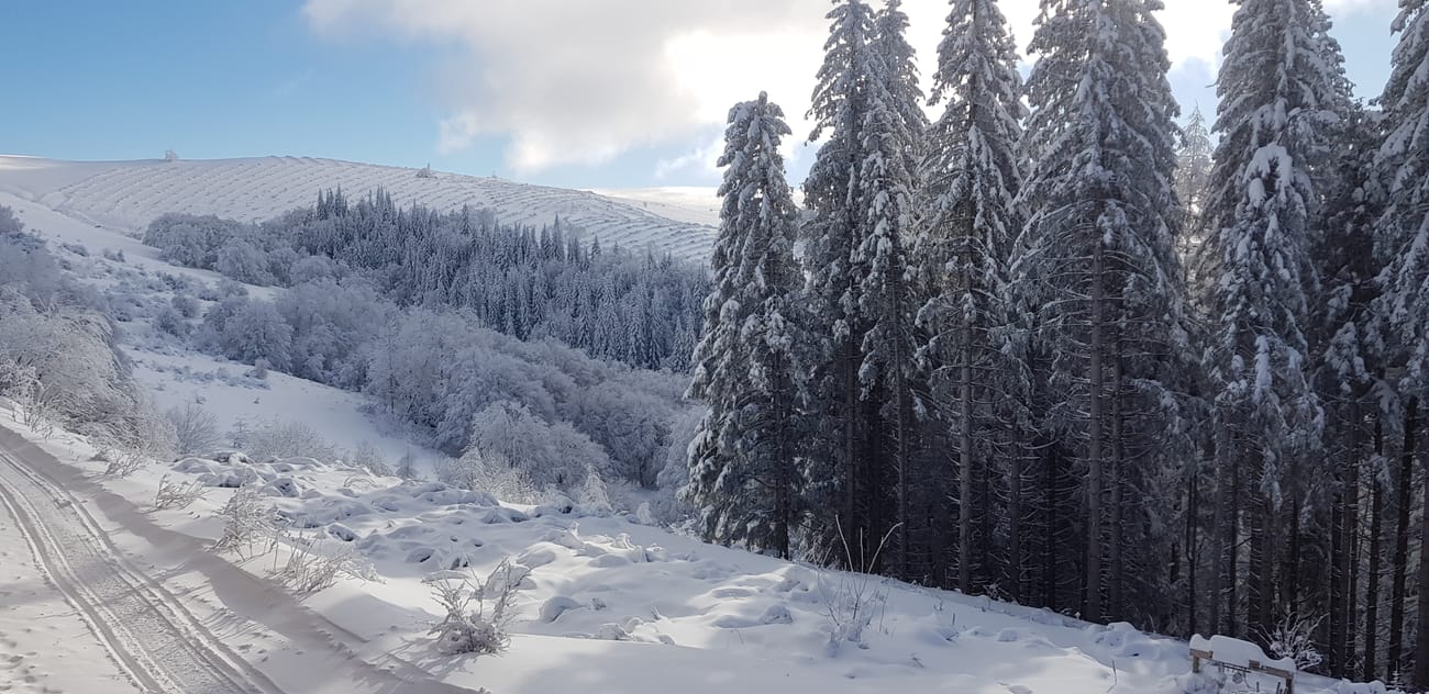 Peuplement de conifères alignés et tous de même taille, sous la neige, sur un plateau du Cantal