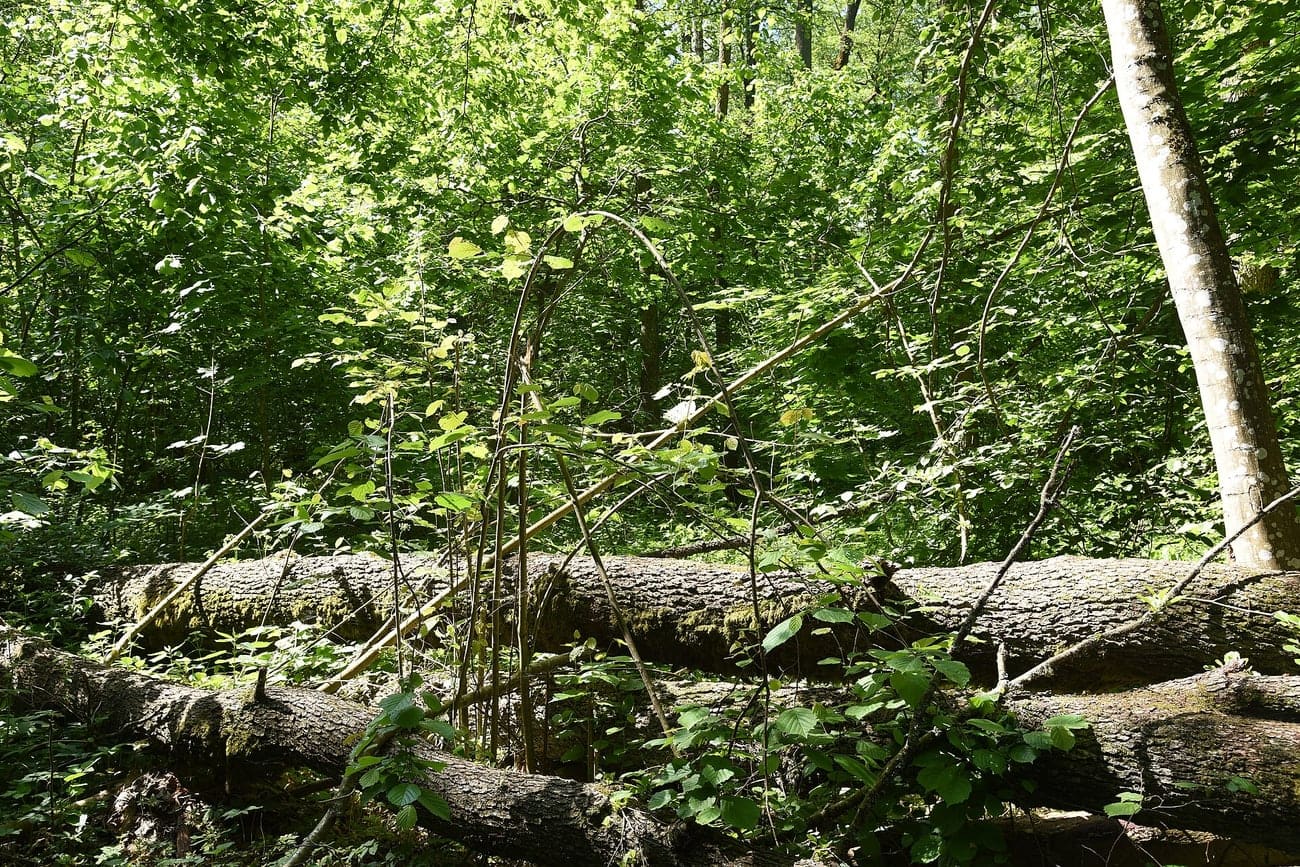 Sous-bois de la forêt de Białowieża : un tronc énorme couché à terre et recouvert de végétation, sous un couvert dense à plusieurs étages