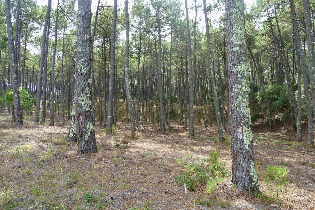Pinède des Landes à Lit-et-Mixe : des pins maritimes du même âge, régulièrement espacés, sur un sol sableux nu