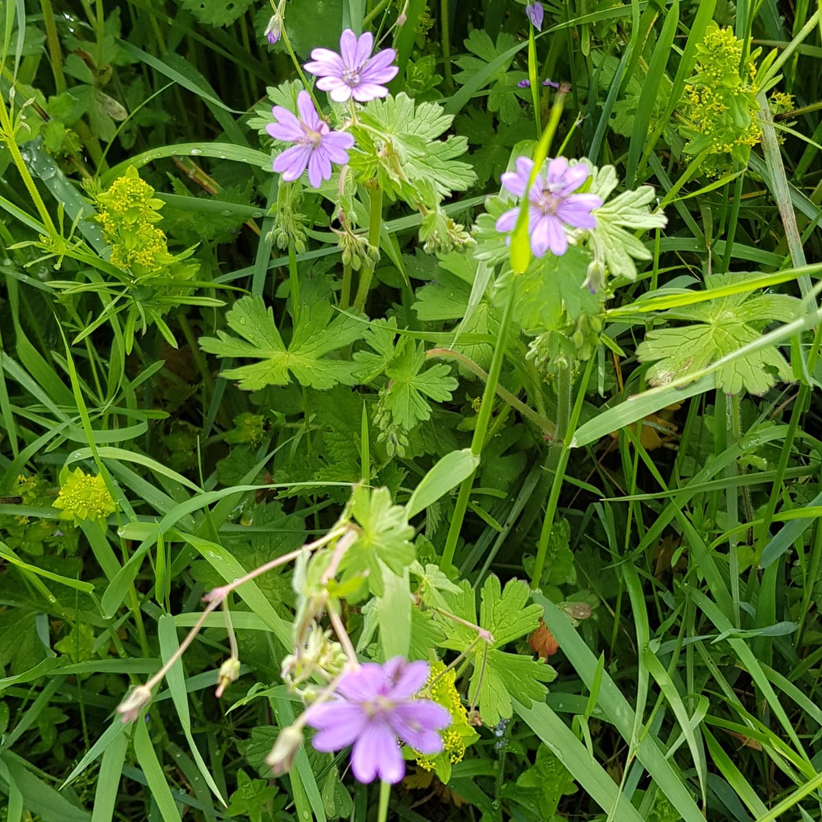 Fleurs mauves d’un géranium sauvage dans l’herbe, à cinq pétales égaux disposés en étoile