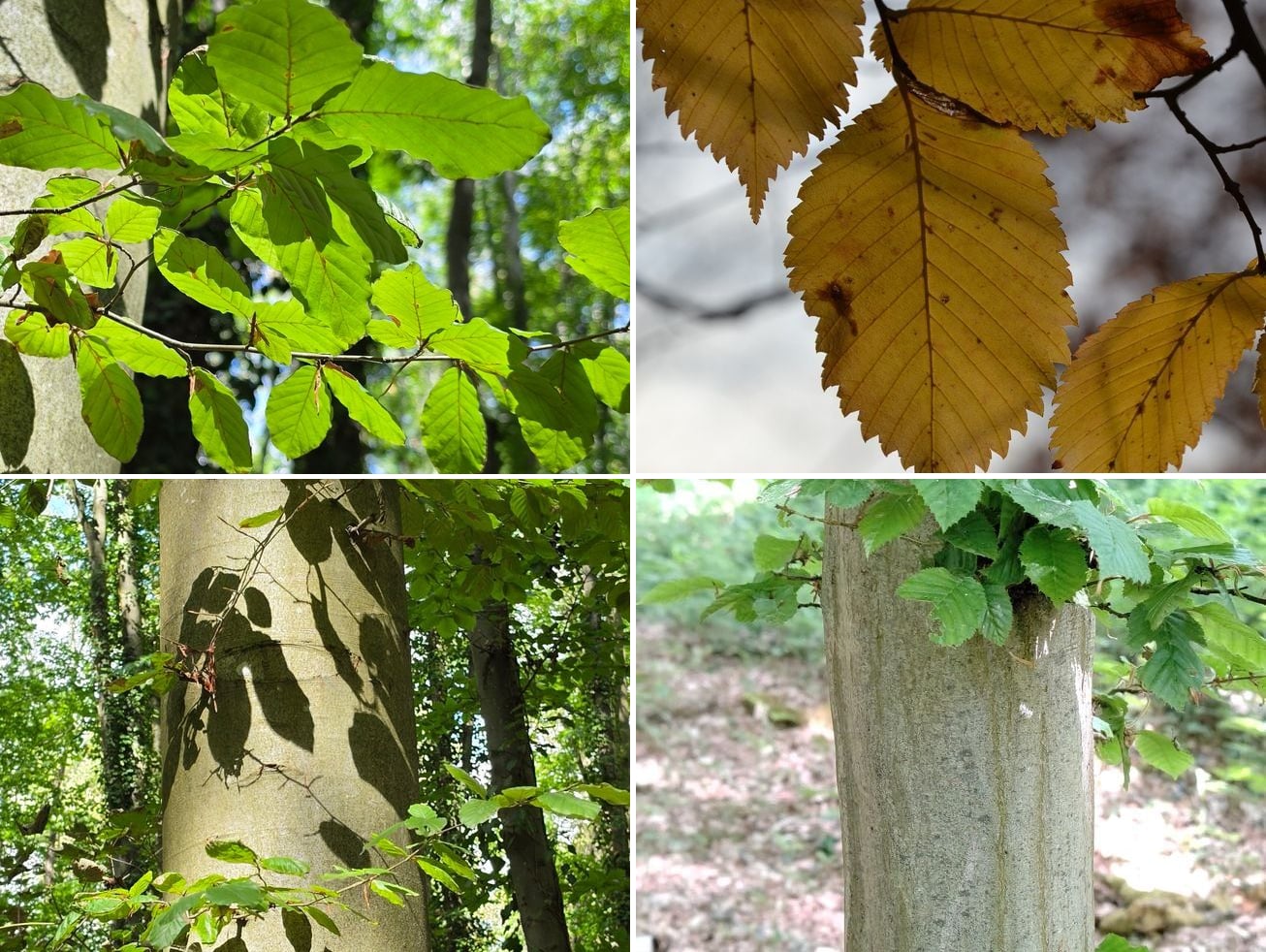 Planche de quatre photographies : en haut à gauche des feuilles de hêtre vertes à bord ondulé et sans dents ; en haut à droite des feuilles de charme dorées à marge finement et doublement dentée ; en bas à gauche un tronc de hêtre lisse et cylindrique en forêt ; en bas à droite un tronc de charme aux cannelures verticales bien marquées