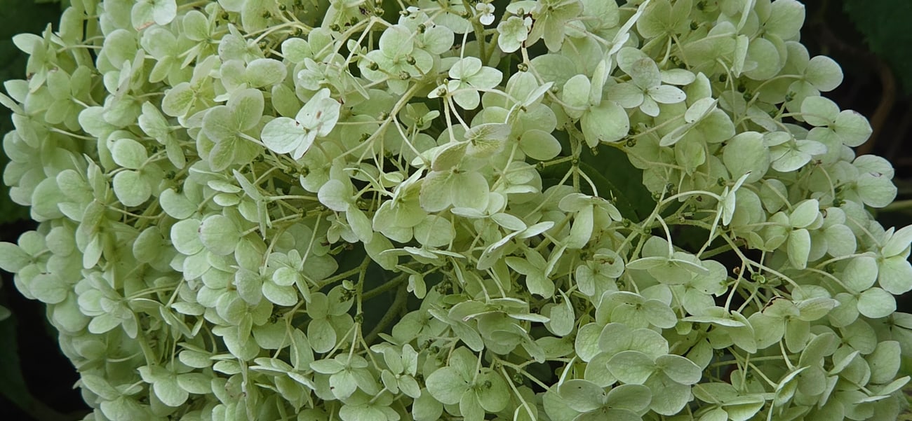 Gros plan sur des inflorescences en boule d’hortensia arborescent : des dizaines de fleurs identiques, chacune formée de quatre pièces blanc crème étalées, sans aucune fleur fertile visible