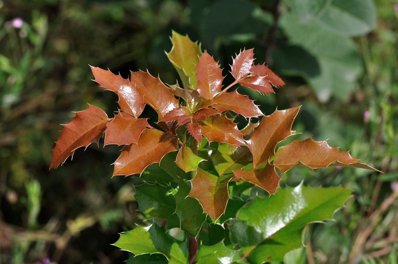 Rameau de mahonia à feuilles composées, chaque feuille portant plusieurs folioles coriaces et pointues rangées le long d’un axe