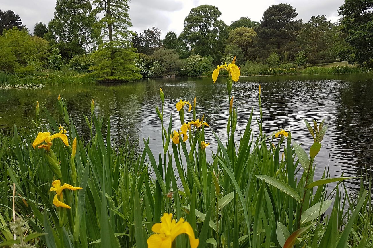 Iris jaunes des marais en fleur au bord d’un plan d’eau, parmi leurs longues feuilles en glaive
