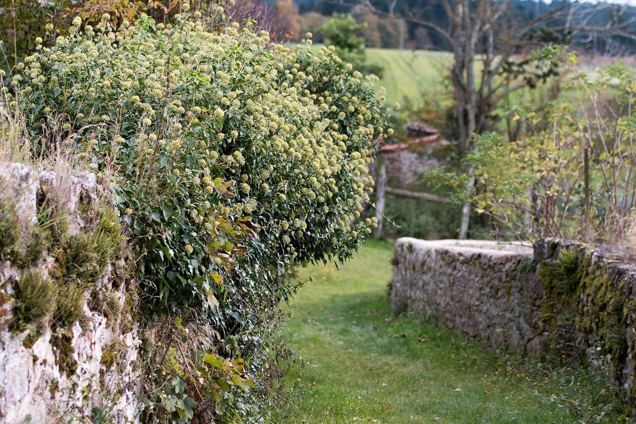 Lierre couvrant un vieux mur, dont le sommet forme un buisson dense couvert de fleurs en boules verdâtres, tandis que les feuilles lobées restent visibles plus bas