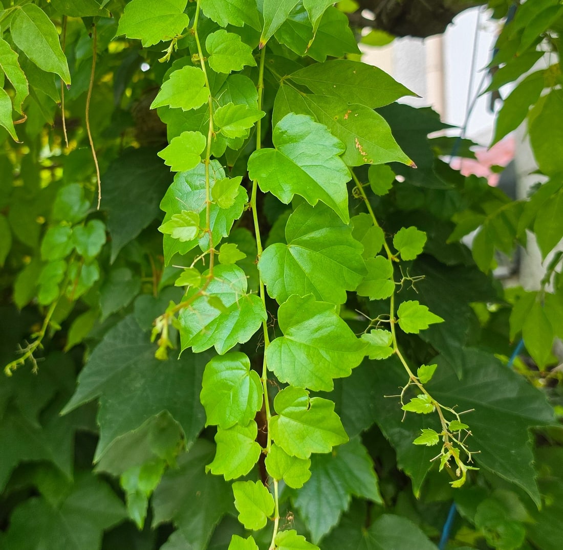 Rameaux retombants de vigne vierge à larges feuilles trilobées, portant de fines vrilles pâles et ramifiées