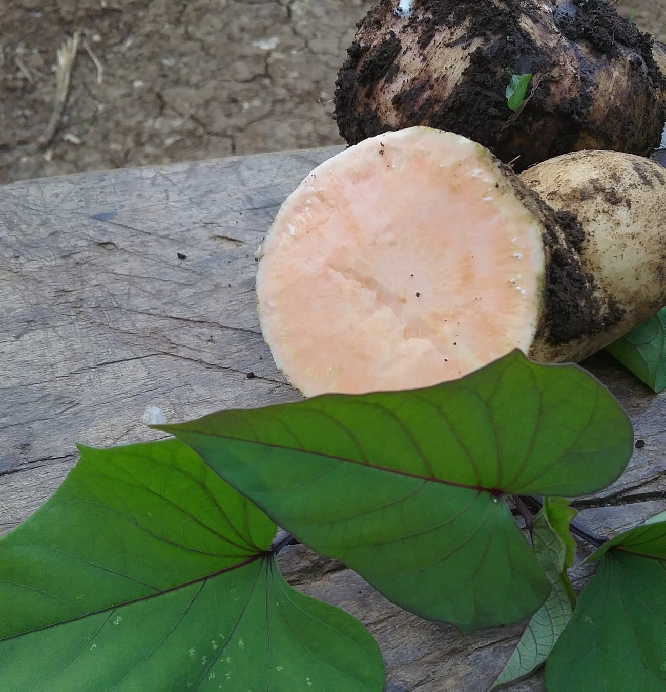 Patates douces fraîchement arrachées, dont l’une coupée montre sa chair orange, posées près de feuilles en forme de cœur