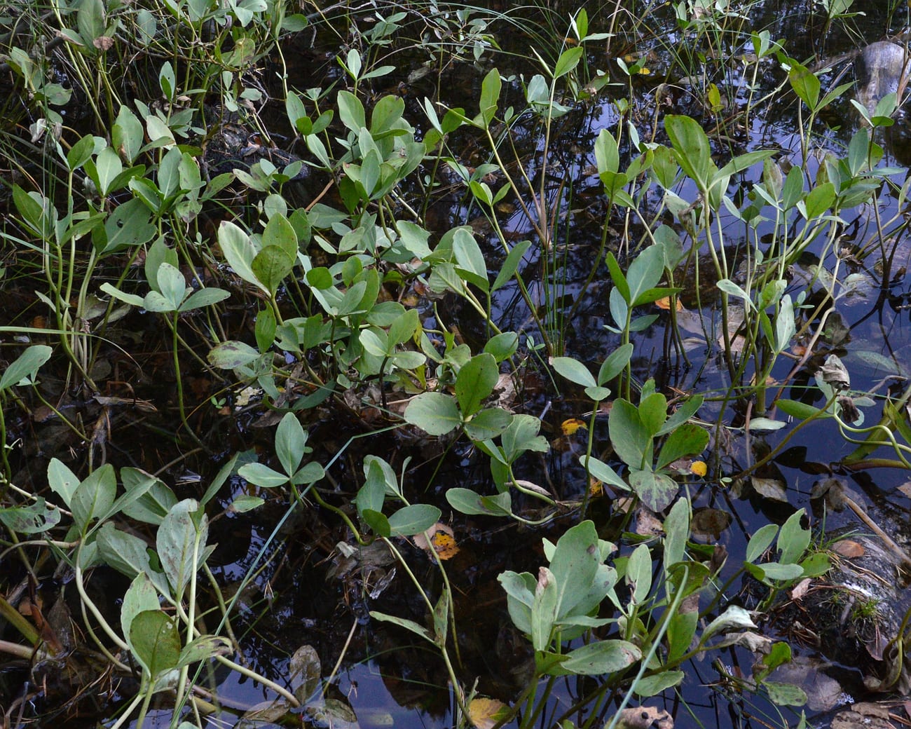Peuplement de ményanthe : des dizaines de feuilles à trois folioles dressées sur de longs pétioles au-dessus d’une eau noire de tourbe
