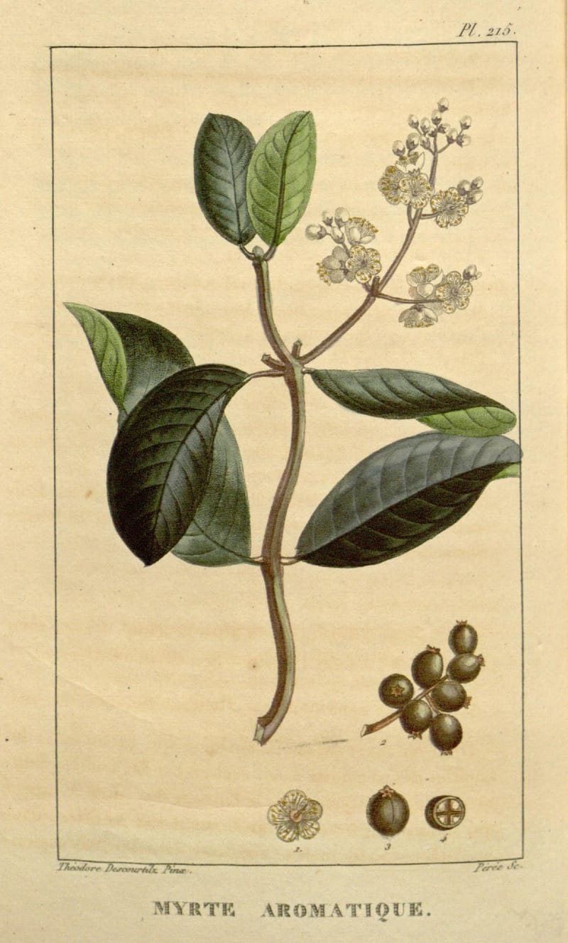Planche ancienne en couleurs : rameau à feuilles ovales, bouquet de petites fleurs blanches et grappe de baies brunes, avec la légende « Myrte aromatique »