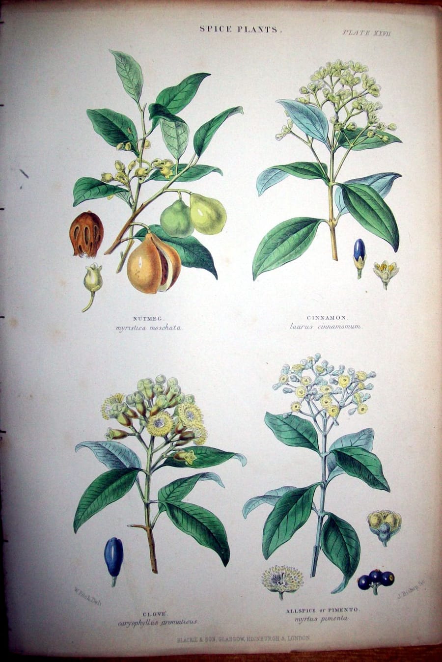 Planche botanique ancienne intitulée Spice Plants, montrant quatre rameaux : muscadier, cannelier, giroflier et piment de la Jamaïque, avec fleurs et fruits