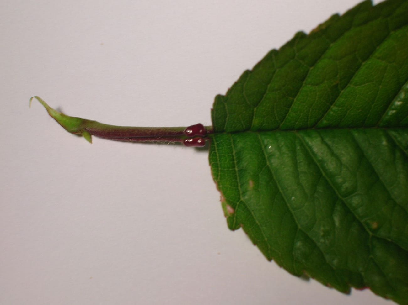 Base d’une feuille de cerisier dentée, prolongée par un pétiole rougeâtre qui porte deux petites boules rouges juste sous la feuille