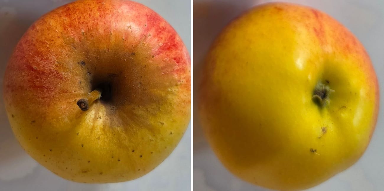Deux vues de la même pomme jaune et rouge : à gauche, la queue brune plantée dans son creux ; à droite, de l’autre côté, l’œil, une petite touffe sèche au fond d’un creux