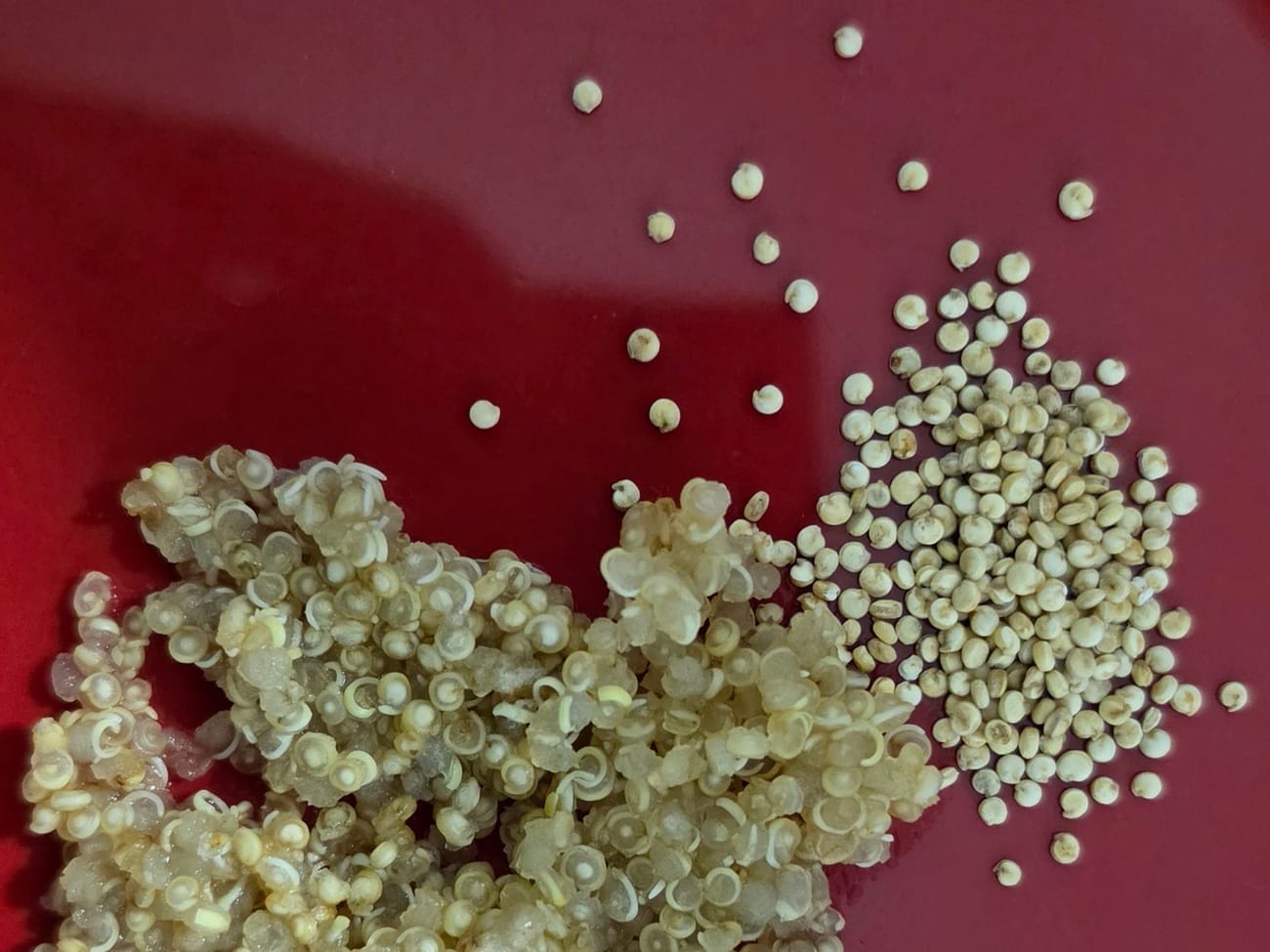 Sur une assiette rouge, à droite des grains de quinoa crus, petits et opaques ; à gauche du quinoa cuit, aux grains gonflés et translucides, dont beaucoup laissent dépasser un petit filament blanc recourbé