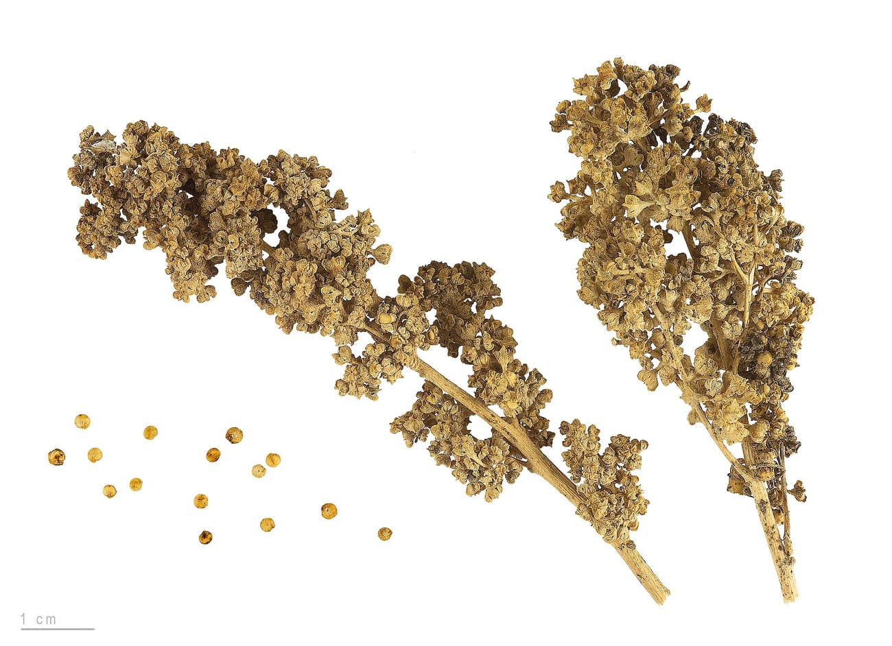 Deux grappes sèches de quinoa brun-rouge sur fond blanc, et à côté une vingtaine de petits grains ronds dorés