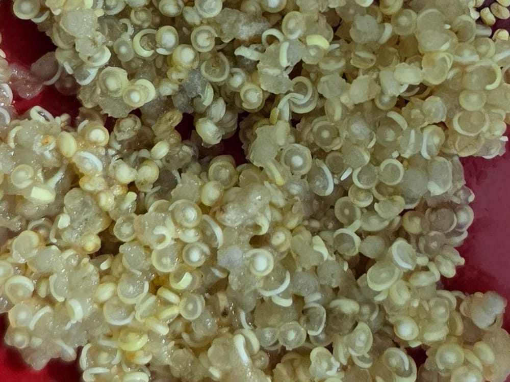Gros plan sur du quinoa cuit : chaque grain translucide est bordé ou prolongé d’une fine virgule blanche en spirale
