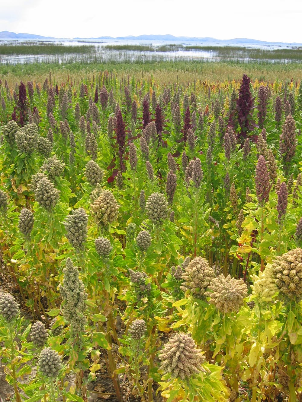 Champ de quinoa aux épis verts, jaunes et pourpres, avec au loin le lac Titicaca et des montagnes