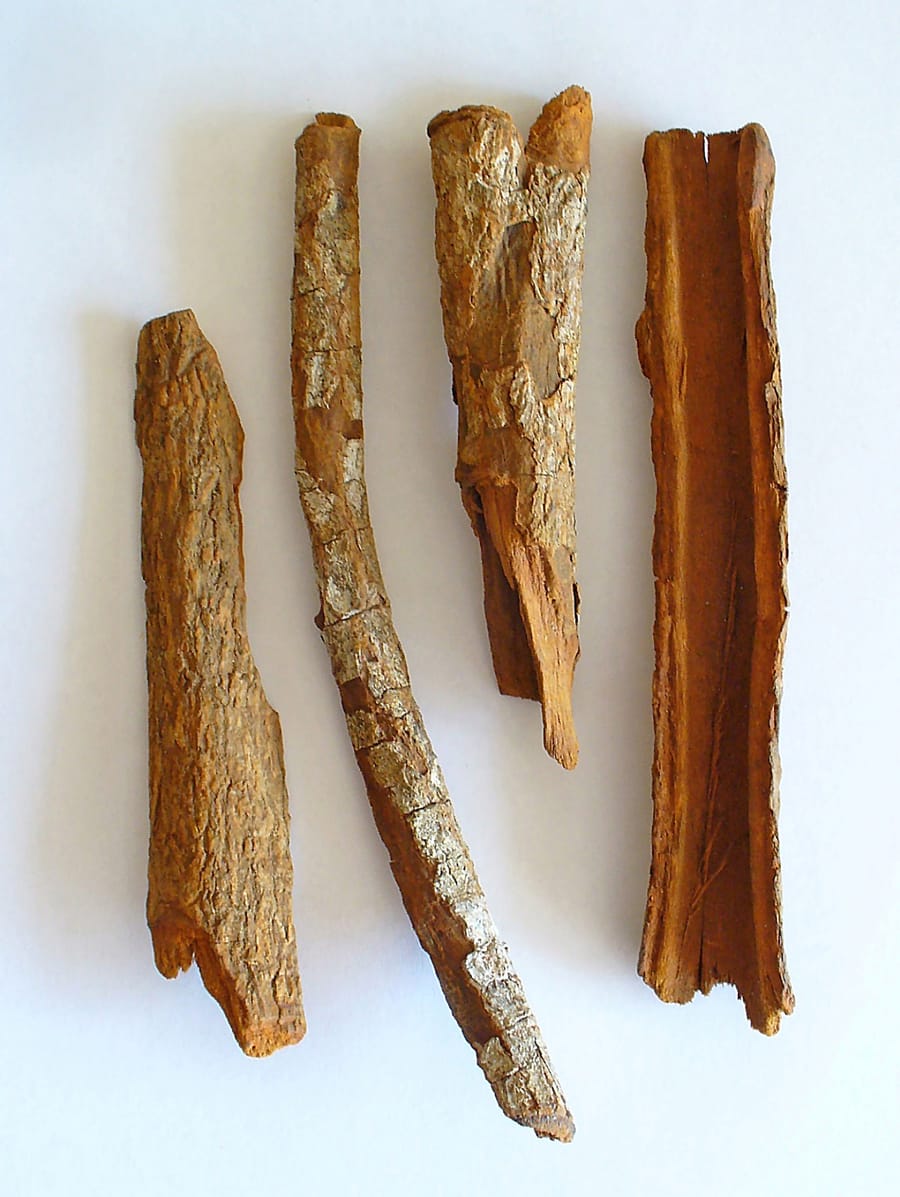 Quatre morceaux d’écorce de quinquina, brun-roux, en tuyaux et en lanières, posés sur fond blanc