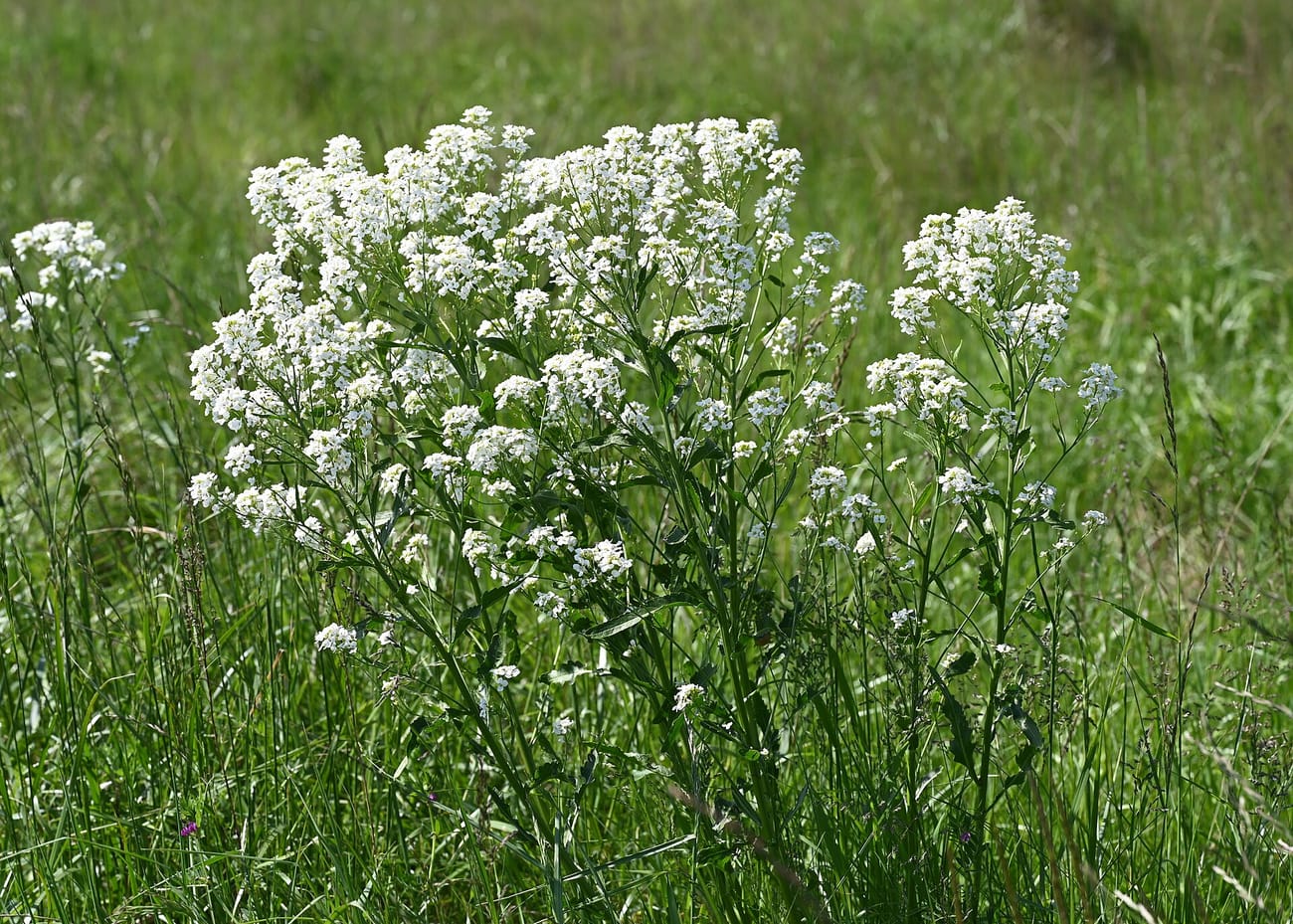 Grande touffe de raifort en fleur dans une prairie, aux tiges hautes couvertes de petites fleurs blanches en grappes