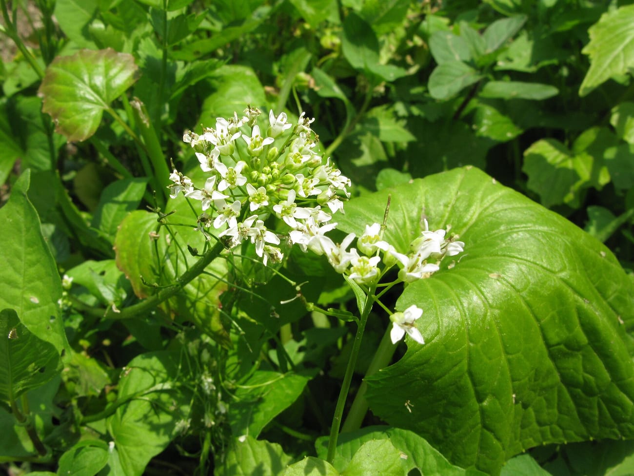 Plants de wasabi aux grandes feuilles rondes et vert vif, avec une petite grappe de fleurs blanches