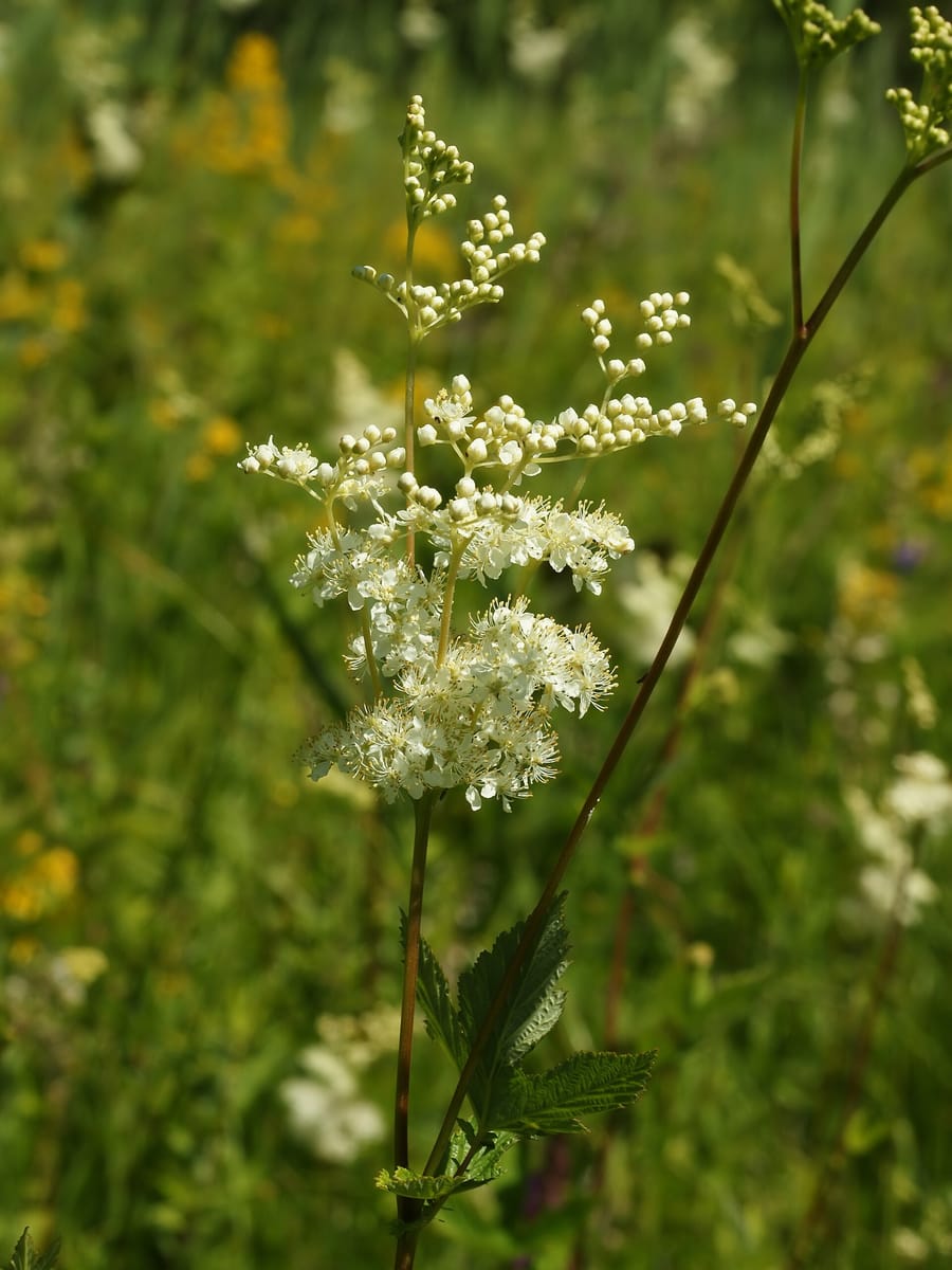 Tige de reine-des-prés dressée dans une prairie, terminée par un bouquet de petites fleurs blanc crème, entourée d’herbes et de fleurs jaunes