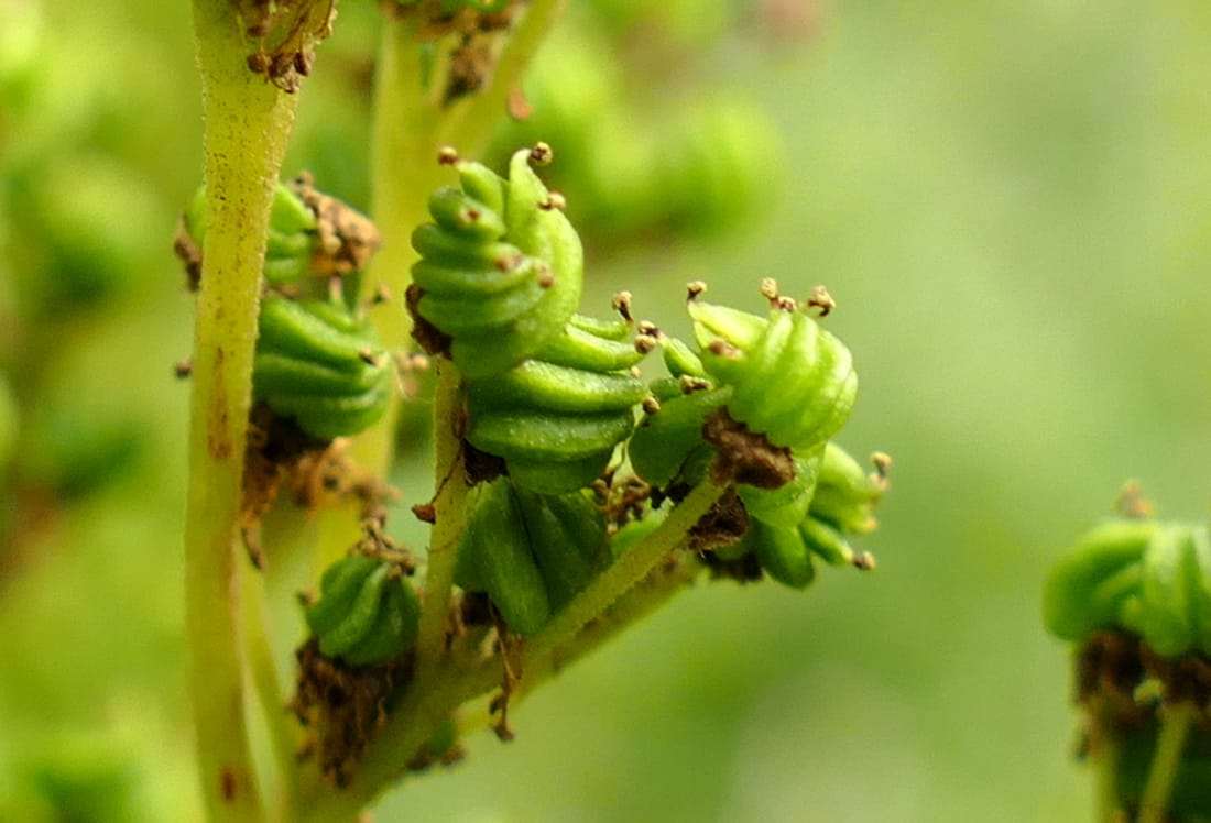 Gros plan sur des fruits verts de reine-des-prés, regroupés et enroulés en spirale les uns autour des autres