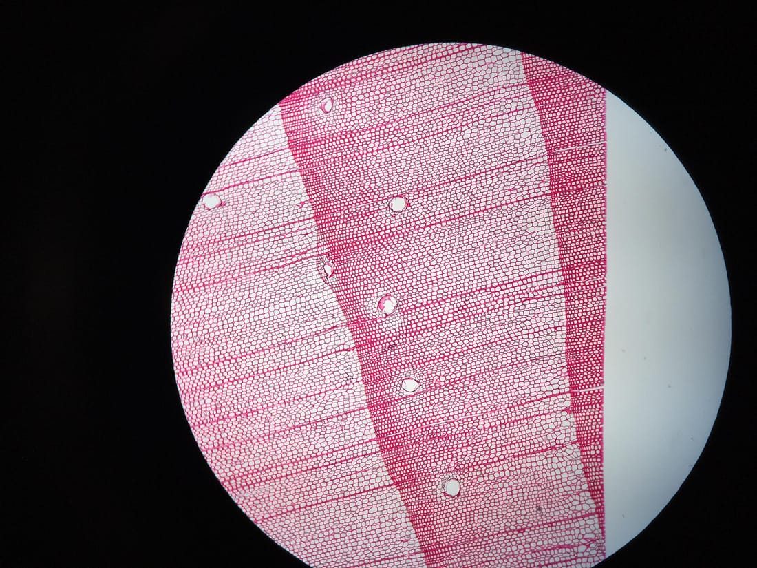 Coupe de bois de pin vue au microscope, colorée en rose : on distingue des rangées régulières de cellules et quelques petits trous ronds et clairs