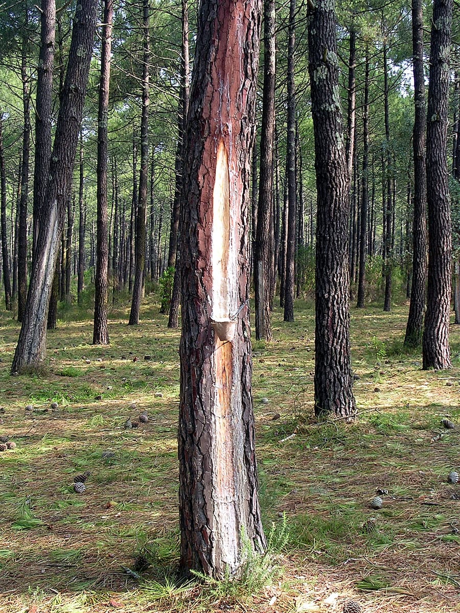 Forêt de pins maritimes aux troncs droits, dont l’un porte une longue entaille claire où l’on récolte la résine