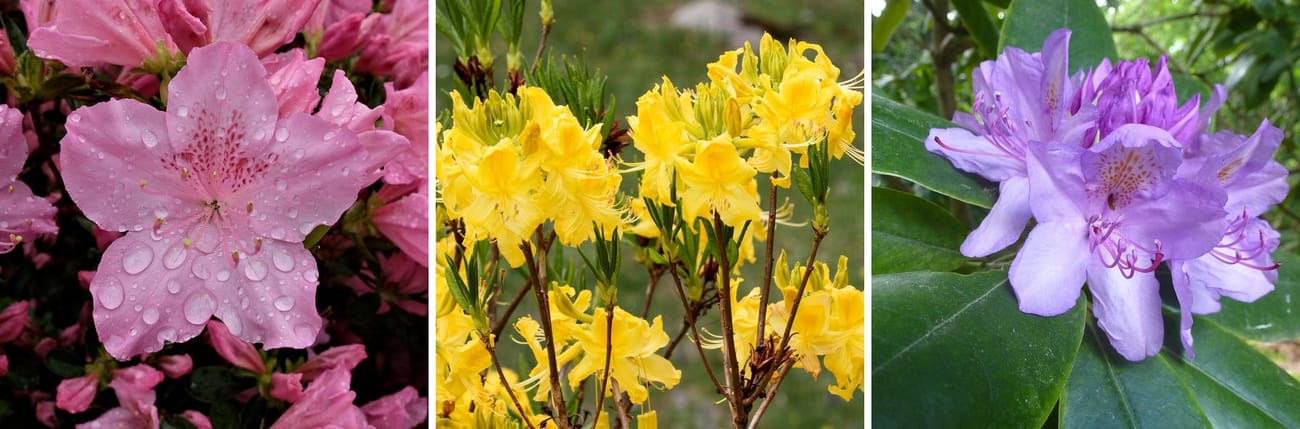 Trois photos côte à côte : une azalée rose de fleuriste, une azalée jaune aux longues étamines, et un rhododendron des parcs mauve aux grandes feuilles luisantes