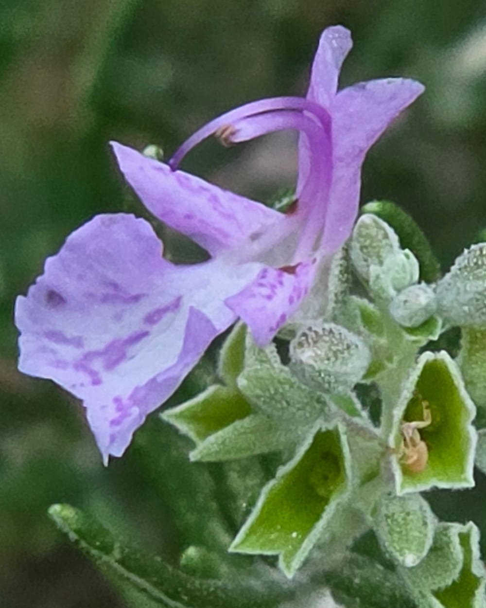 Gros plan sur une fleur de romarin mauve pâle veinée de violet, à deux lèvres, d’où sortent de longs filaments arqués terminés par une petite anthère brune, au-dessus de calices verts et velus
