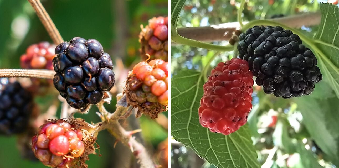 Deux photos côte à côte : à gauche une mûre de ronce noire et brillante, faite de petits grains ronds ; à droite deux mûres de mûrier allongées, l’une rouge, l’autre noire, sur une feuille