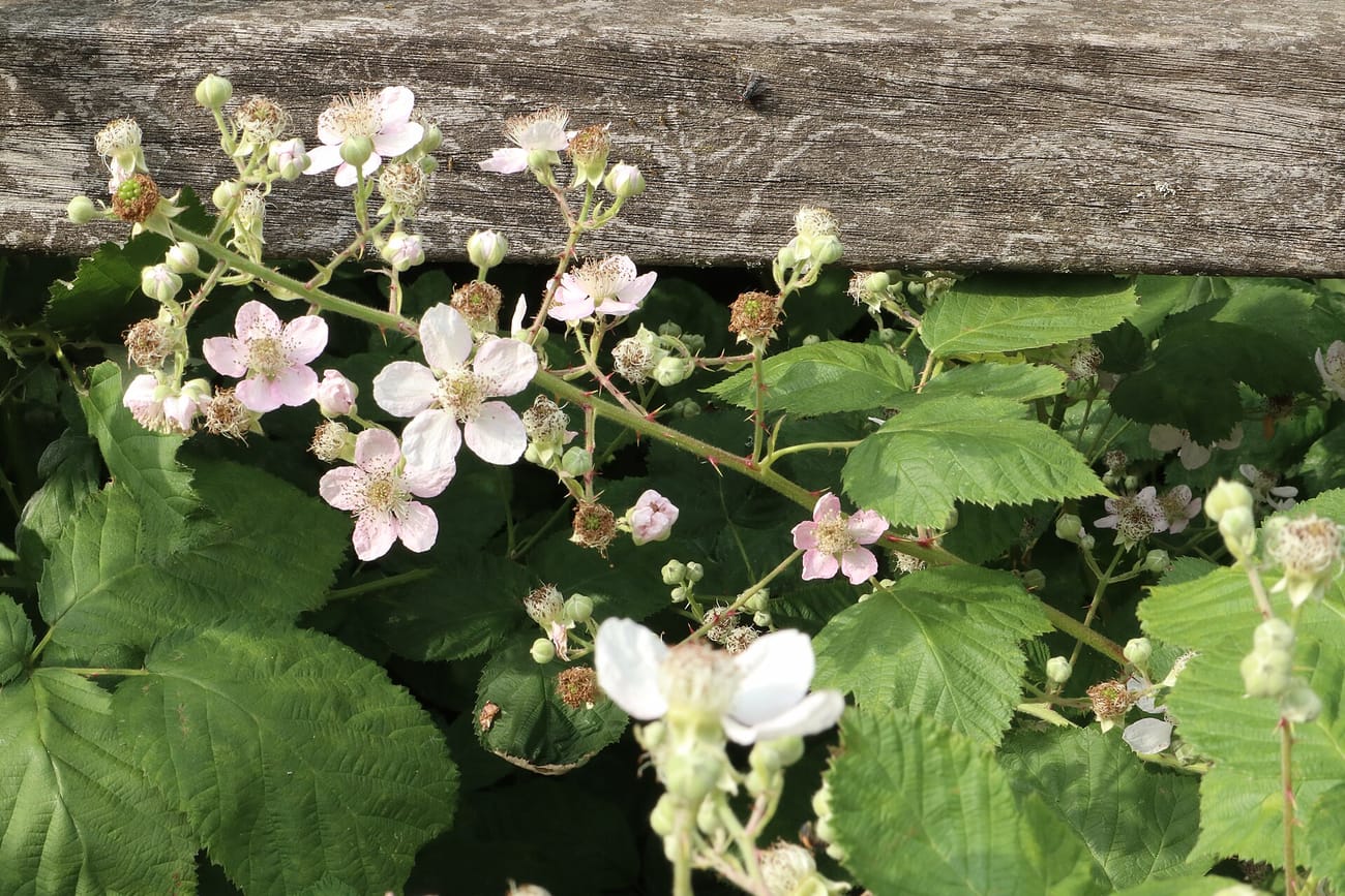 Rameau de ronce en fleur contre une palissade de bois : fleurs à cinq pétales blancs ou rosés, boutons et feuilles dentées